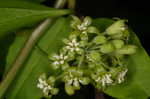 Roundleaf greenbrier